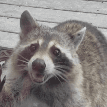 professionalraccoon