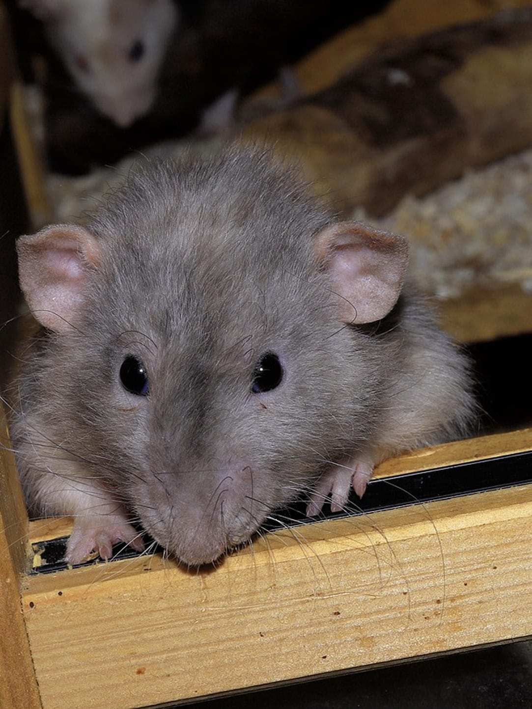 rat removal services in charleston