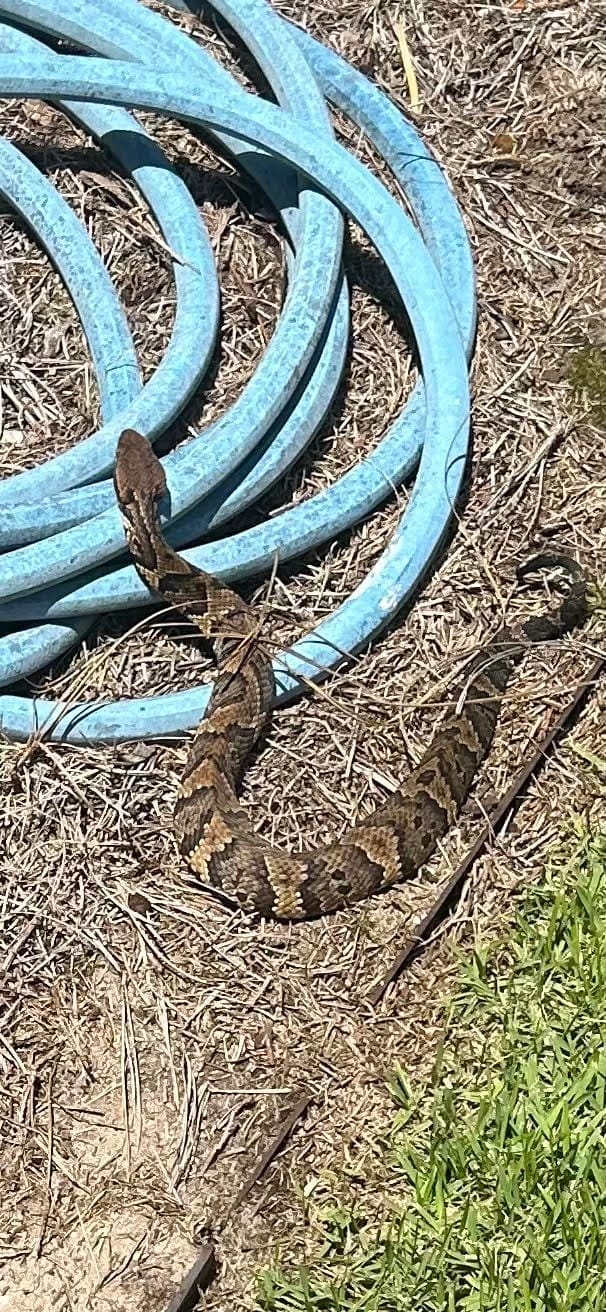 snake1