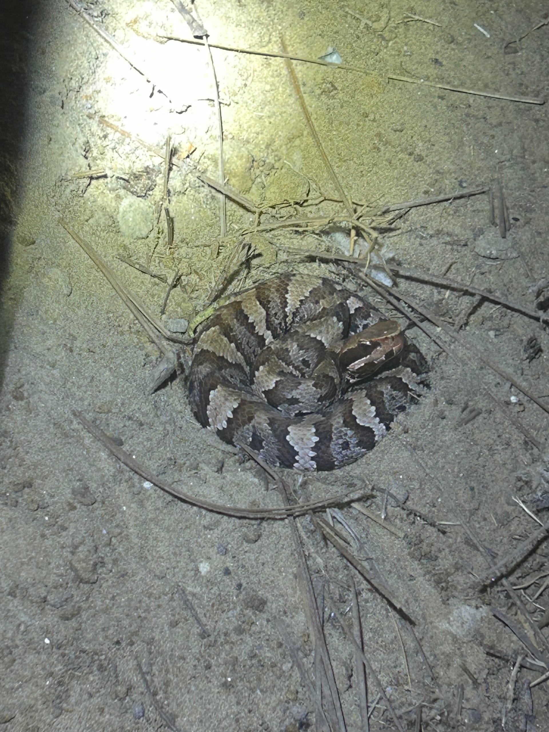 snake2 scaled 1
